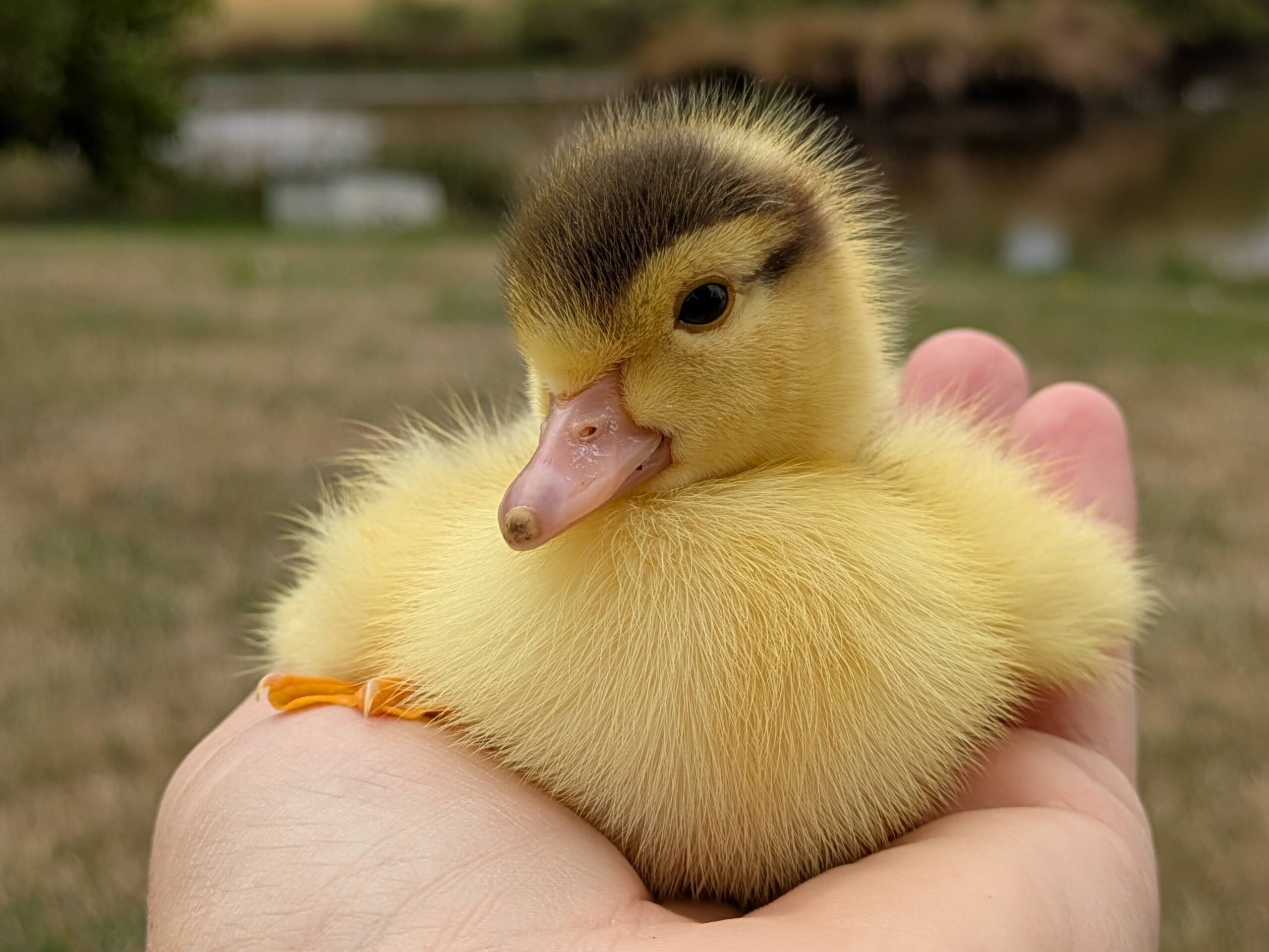 Duckling
